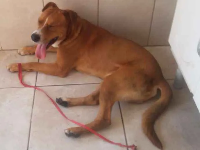 Cachorro raça  idade 2 anos nome Fredy