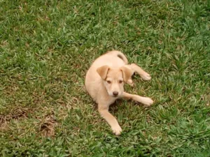 Cachorro raça Vira-lata  idade 7 a 11 meses nome Não tem nome