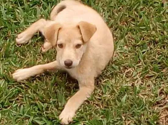 Cachorro raça Vira-lata  idade 7 a 11 meses nome Não tem nome