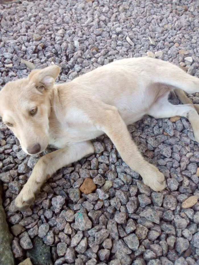 Cachorro raça Vira-lata  idade 7 a 11 meses nome Não tem nome