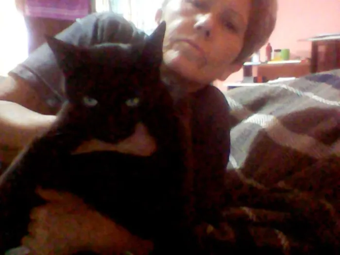 Gato ra a vira lata idade 1 ano nome mitia,negão,felina,