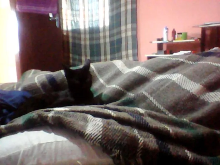 Gato ra a vira lata idade 1 ano nome mitia,negão,felina,