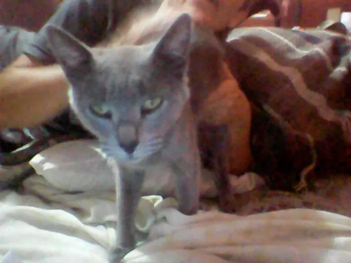 Gato ra a vira lata idade 1 ano nome mitia,negão,felina,