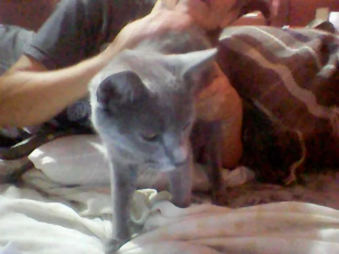 Gato ra a vira lata idade 1 ano nome mitia,negão,felina,