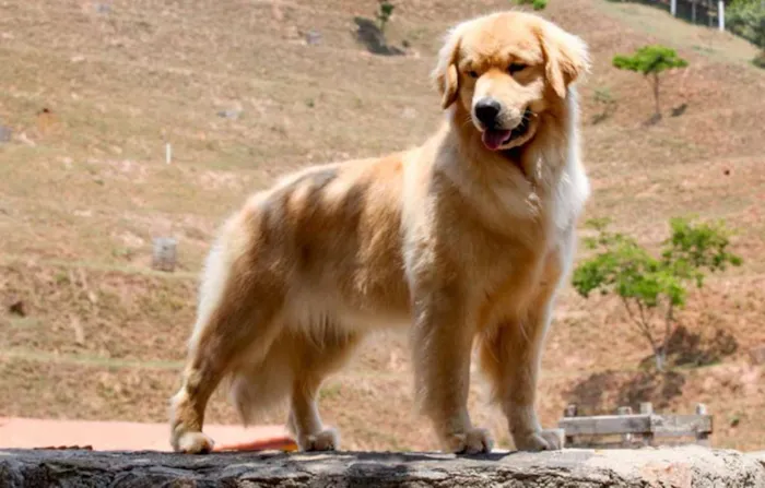 Cachorro raça Golden Retriever idade 2 anos nome Tina