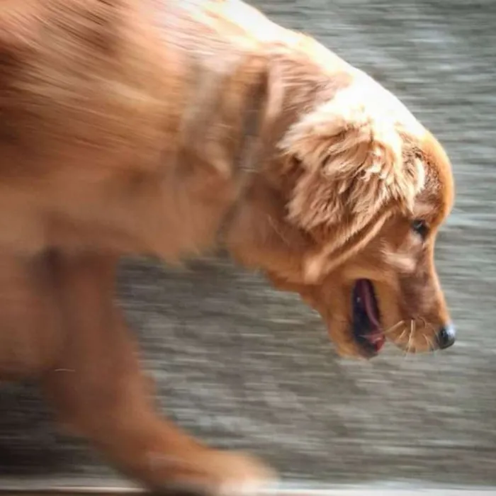 Cachorro raça Golden Retriever idade 2 anos nome Tina