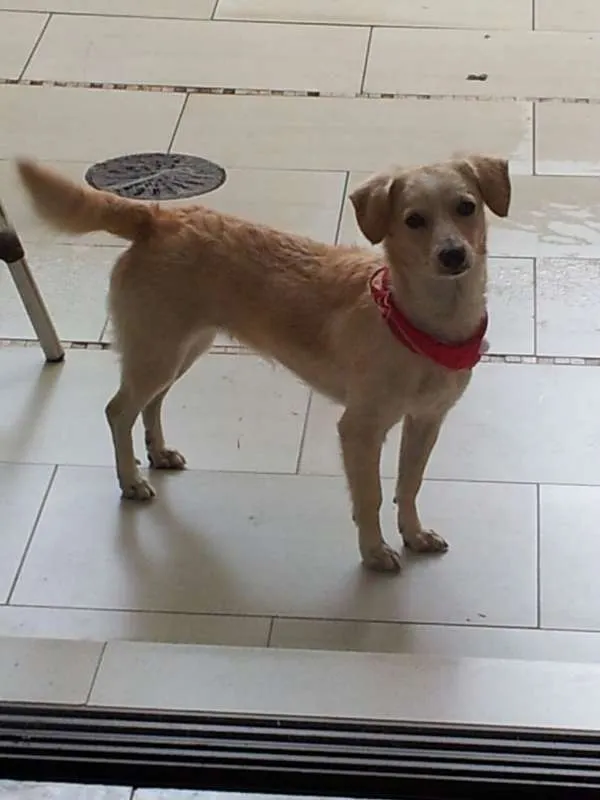 Cachorro ra a  idade 1 ano nome agatha