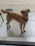 agatha