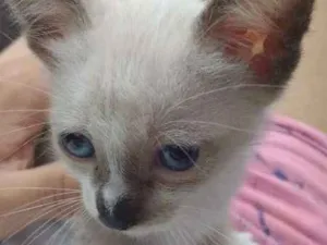 Gato raça  idade 2 a 6 meses nome Rony