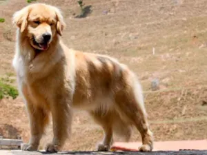 Cachorro raça Golden Retriever idade 2 anos nome Tina