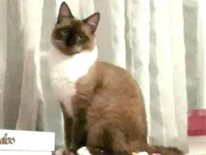 Gato raça Siamês idade 1 ano nome Tom GRATIFICA