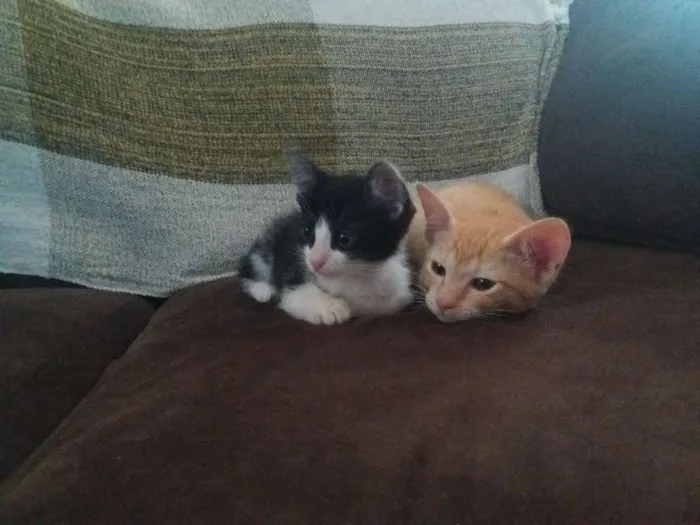 Gato ra a SRD idade Abaixo de 2 meses nome Kylie e Kendall