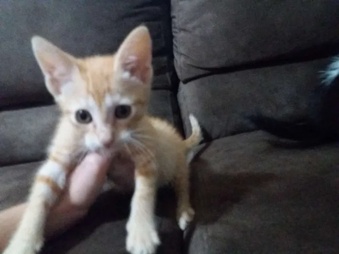 Gato ra a SRD idade Abaixo de 2 meses nome Kylie e Kendall