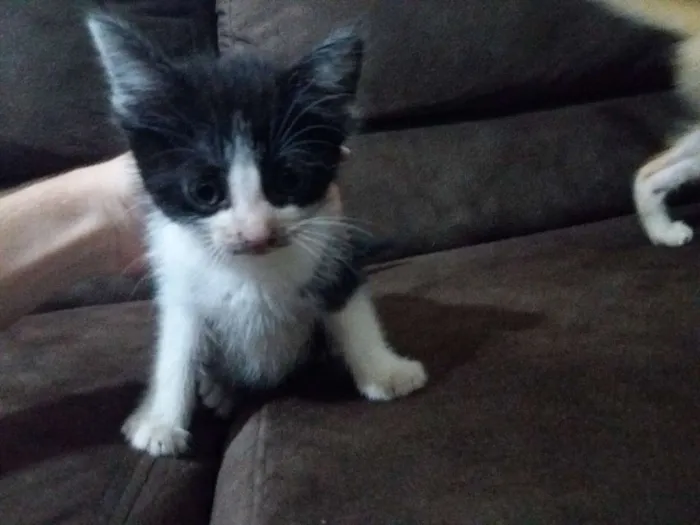 Gato ra a SRD idade Abaixo de 2 meses nome Kylie e Kendall