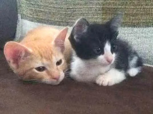 Gato ra a SRD idade Abaixo de 2 meses nome Kylie e Kendall