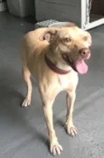 REX