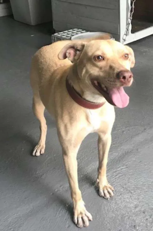 Cachorro raça PETBULL COM LABRADOR idade 3 anos nome REX