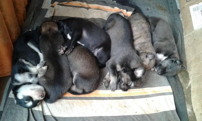 Cachorro raça  idade 2 a 6 meses nome annita