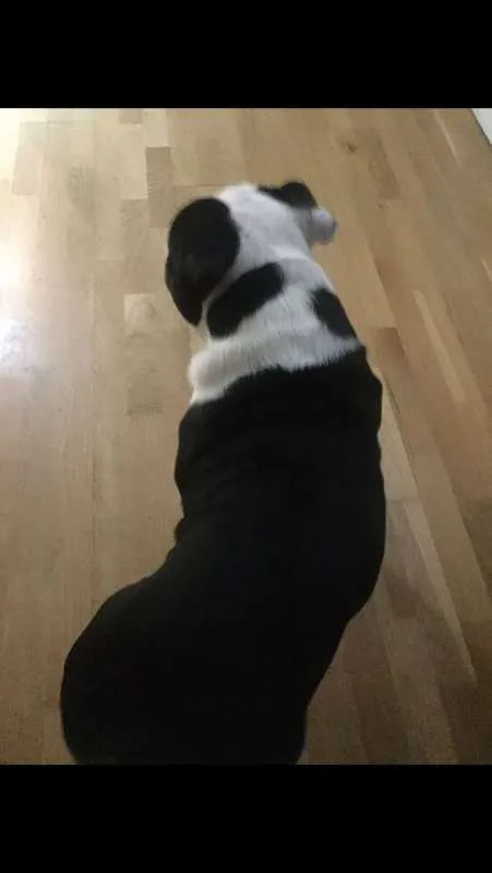 Cachorro ra a bulldog Inglês idade 1 ano nome Max
