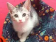 Gato raça SRD idade 2 a 6 meses nome Flor