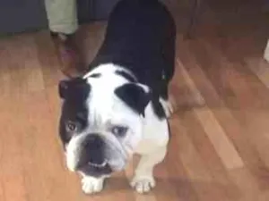 Cachorro raça bulldog Inglês idade 1 ano nome Max