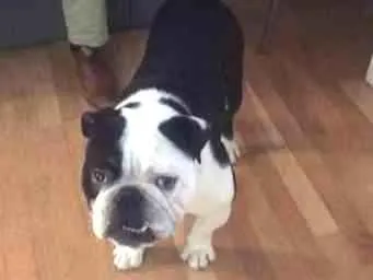 Cachorro ra a bulldog Inglês idade 1 ano nome Max
