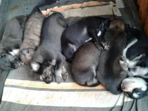 Cachorro raça  idade 2 a 6 meses nome annita