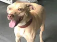 REX