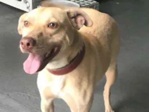 Cachorro raça PETBULL COM LABRADOR idade 3 anos nome REX