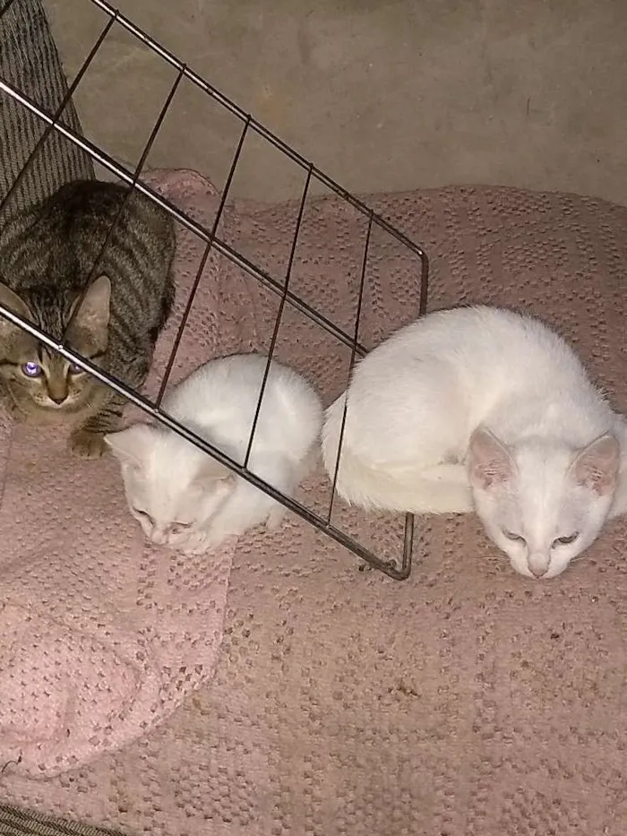 Gato ra a Nao sei idade 2 a 6 meses nome Varios