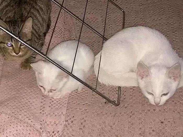 Gato ra a Nao sei idade 2 a 6 meses nome Varios