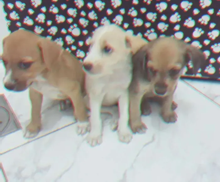 Cachorro ra a SRD idade Abaixo de 2 meses nome Sem nomes