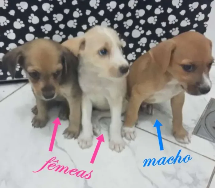 Cachorro ra a SRD idade Abaixo de 2 meses nome Sem nomes