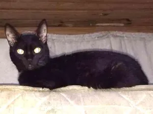 Cachorro raça N sei idade 2 anos nome Covolski 