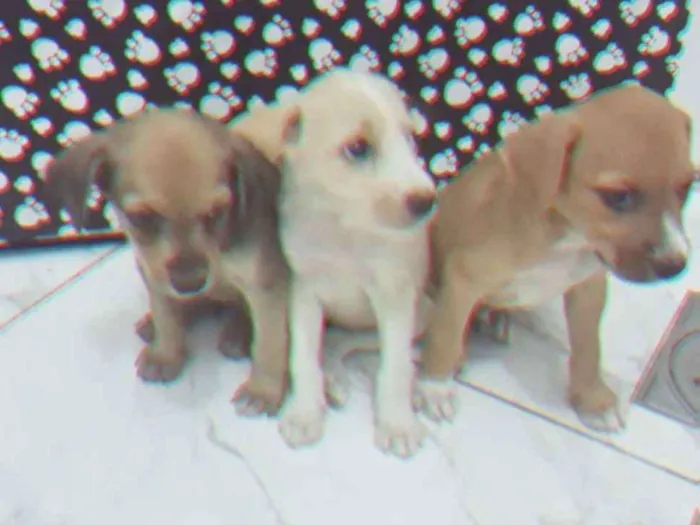 Cachorro ra a SRD idade Abaixo de 2 meses nome Sem nomes