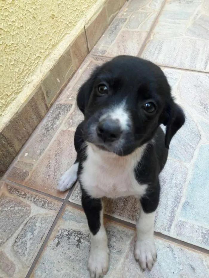 Cachorro ra a SRD idade Abaixo de 2 meses nome -