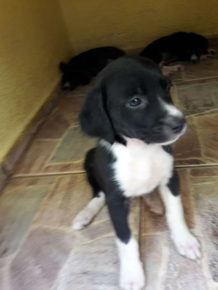 Cachorro ra a SRD idade Abaixo de 2 meses nome -