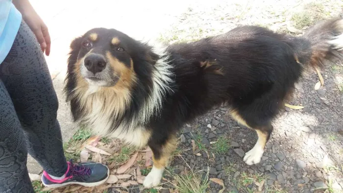 Cachorro ra a Mestiço Collie idade 4 anos nome Dom
