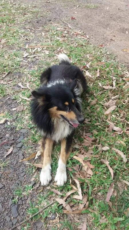 Cachorro ra a Mestiço Collie idade 4 anos nome Dom