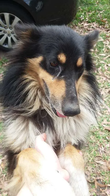 Cachorro ra a Mestiço Collie idade 4 anos nome Dom