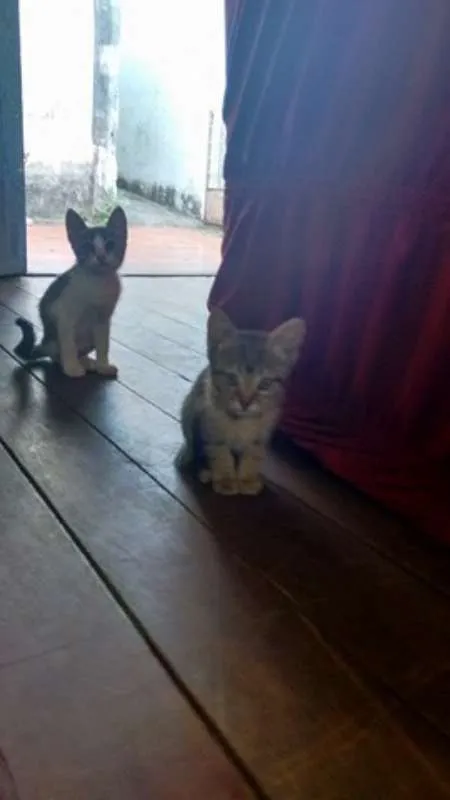 Gato raça não definida idade 2 a 6 meses nome arya e docinho