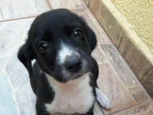 Cachorro raça SRD idade Abaixo de 2 meses nome -