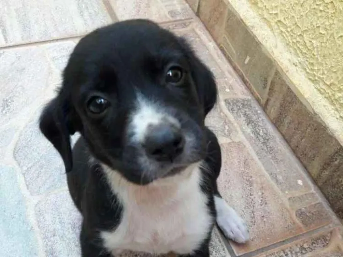 Cachorro ra a SRD idade Abaixo de 2 meses nome -