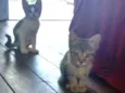 arya e docinho