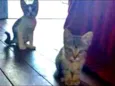 arya e docinho