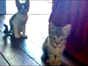 Gato raça não definida idade 2 a 6 meses nome arya e docinho