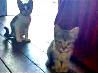 Gato raça não definida idade 2 a 6 meses nome arya e docinho