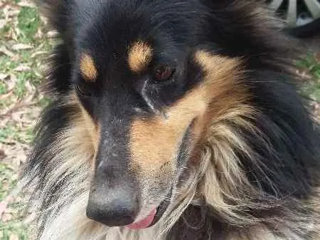 Cachorro ra a Mestiço Collie idade 4 anos nome Dom