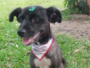 Cachorro raça SRD idade 2 anos nome Sem nome