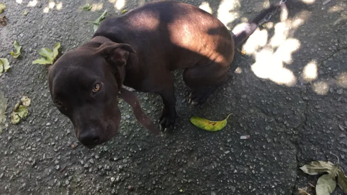 Cachorro ra a Pitbull idade 7 a 11 meses nome Huck